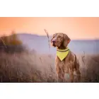 Odblaskowa husta dla psa Bipols - kolor żółty