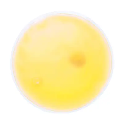 Okład rozgrzewający Kison - kolor żółty